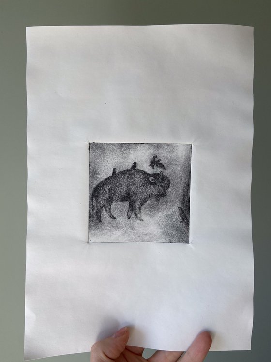 Buffalo And Starlings