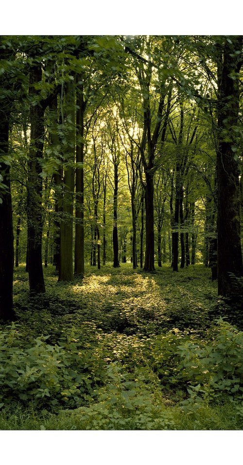 Delville Wood, Longueval, France. 2018 by John Angerson Studio