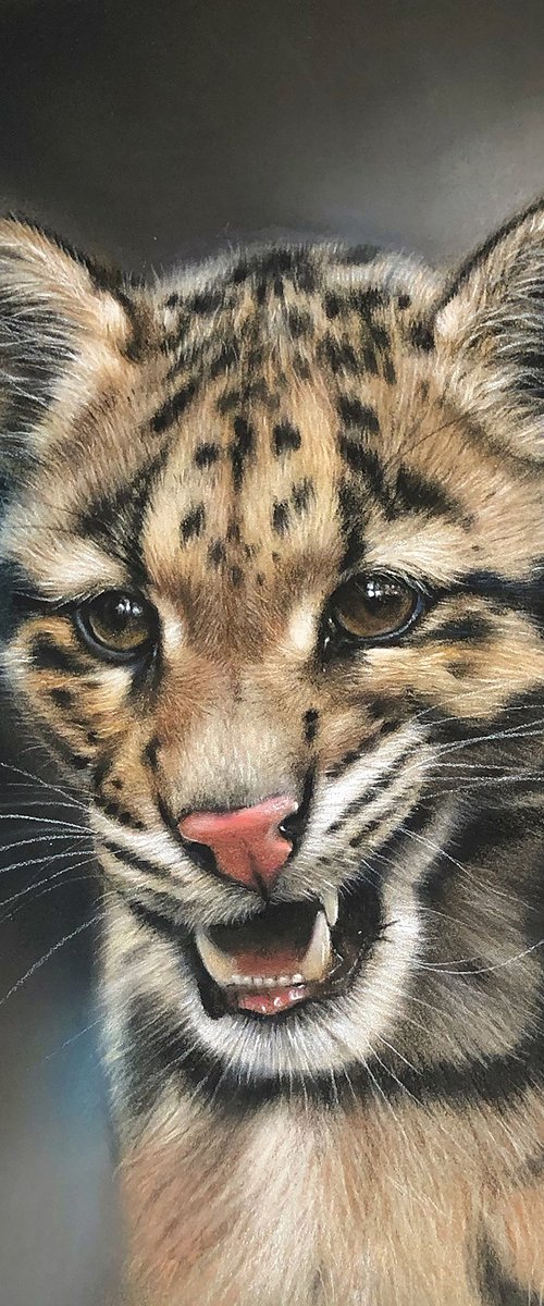 Clouded leopard by Irina Kukrusova