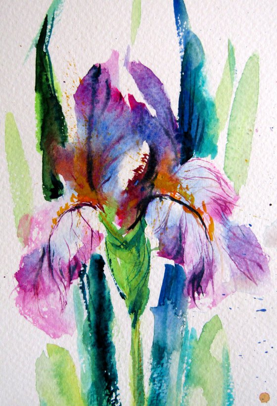 Iris floral