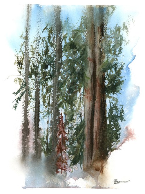 Pine Forest by Olga Shefranov (Tchefranov)