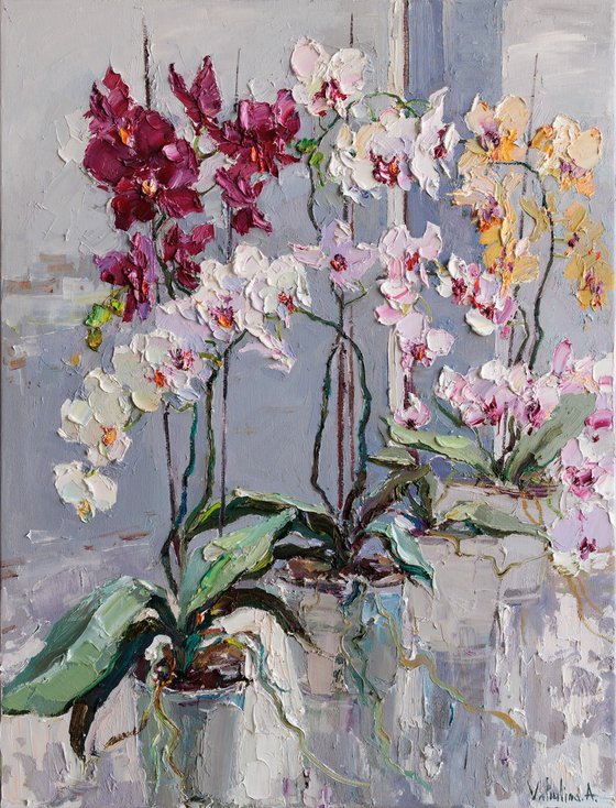 Blooming Colorful Orchids