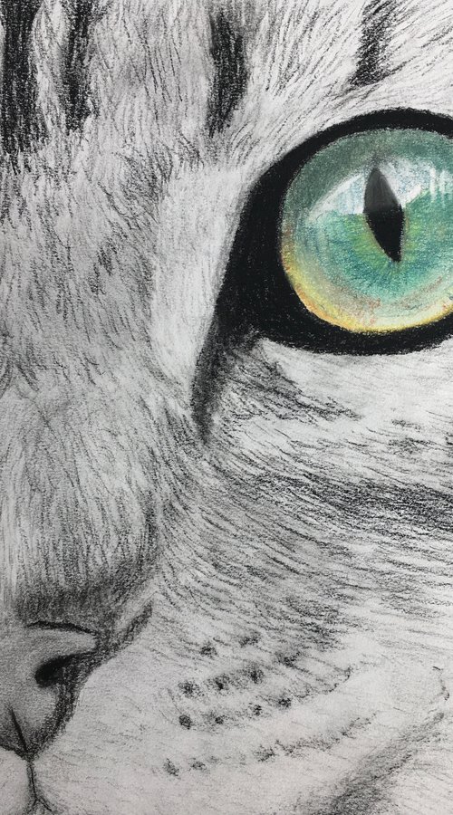 Tabby Cat by Ruth Searle