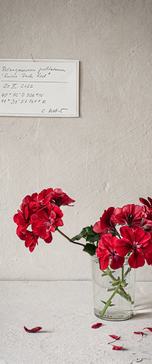 Pelargonium by Cornelia Weber