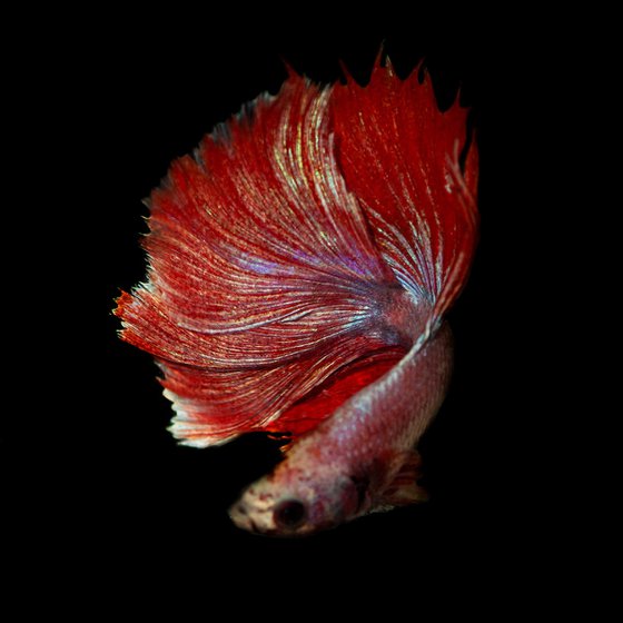 Betta 57