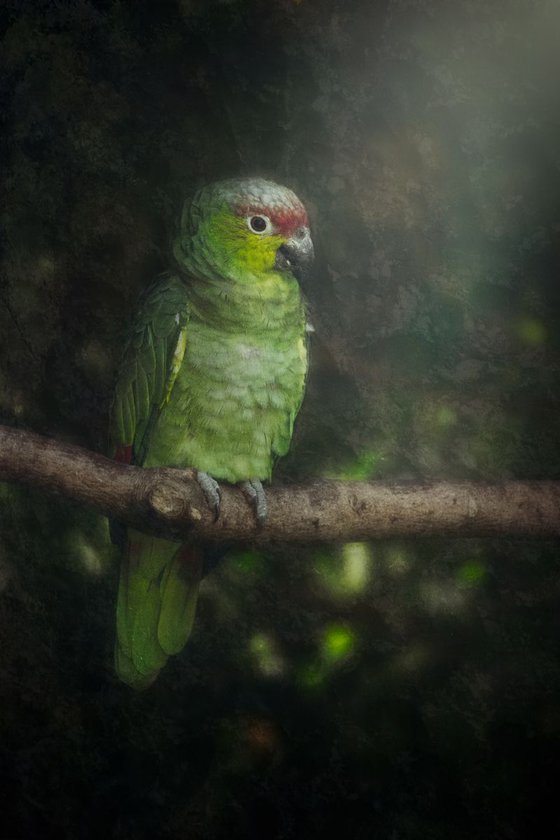 Parrot on a Branch with texture