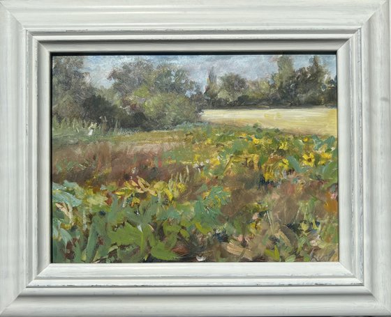 Sunflower Fields