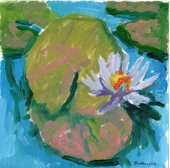 Water lily