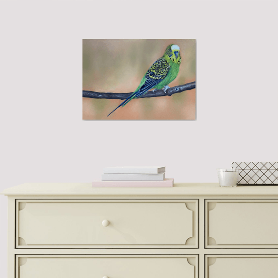 Budgie