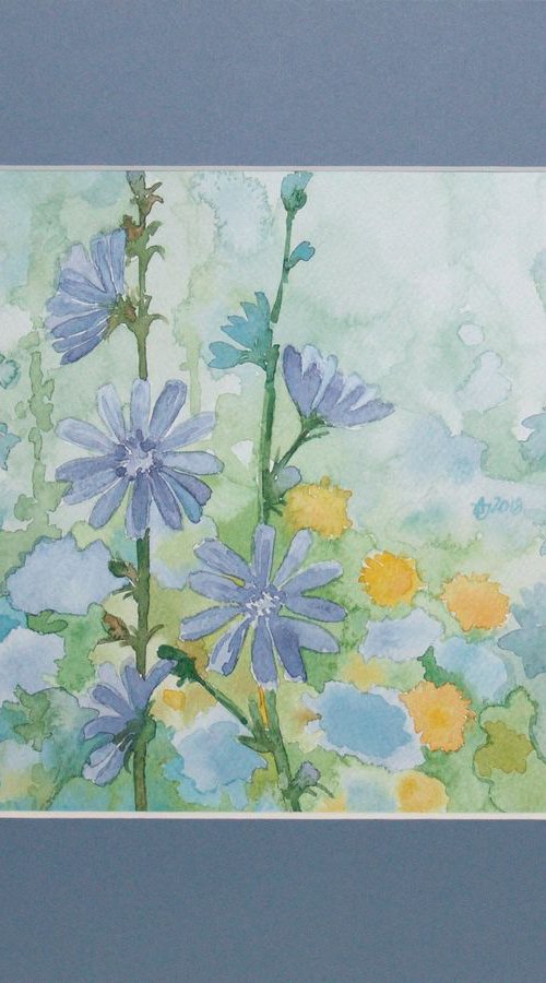 Common chicory - meadow in blue 🌸 by Jolanta Czarnecka