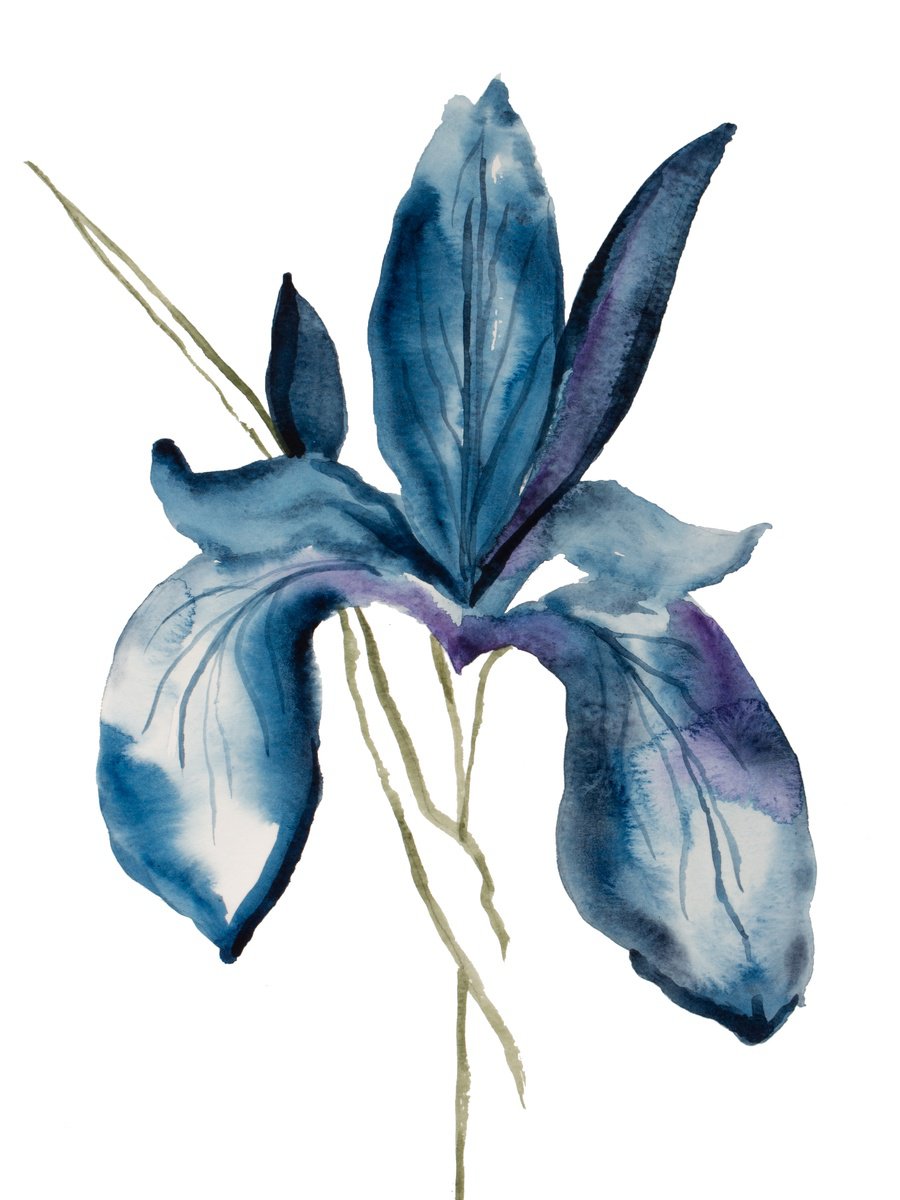 Iris No. 189 by Elizabeth Becker