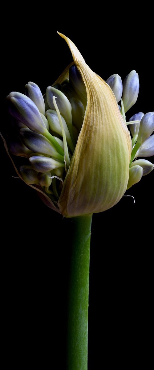 Flowering Agapanthus by Nadia Culph