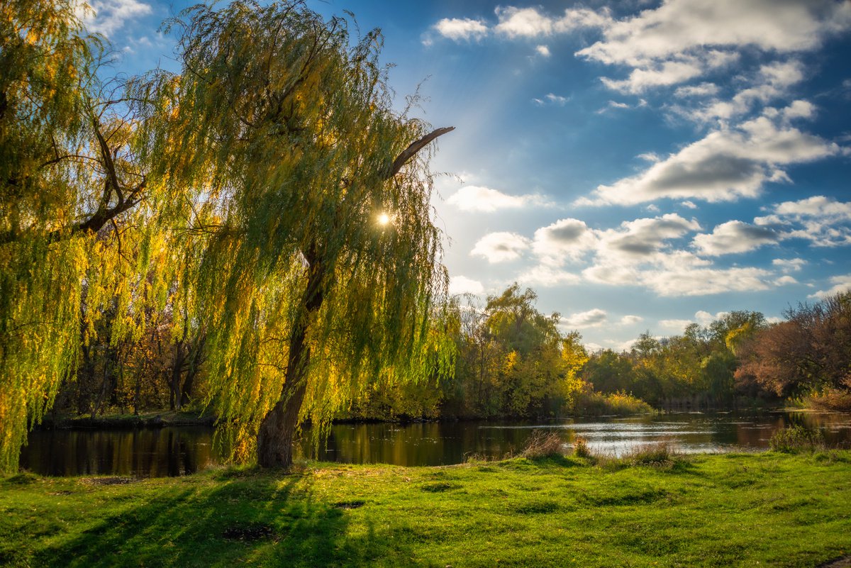 Autumn willows by Vlad Durniev
