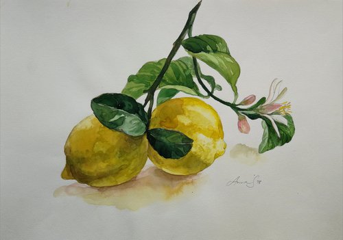 Lemons Watercolor by Anna Silabrama