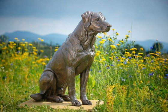 Sitting Sporting Labrador BR