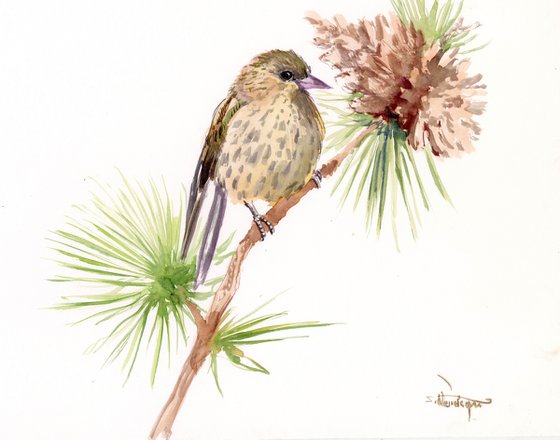 Pine Siskin