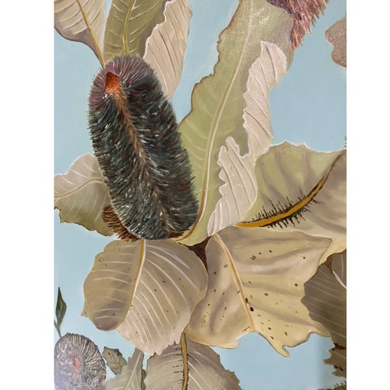 Banksia Robus