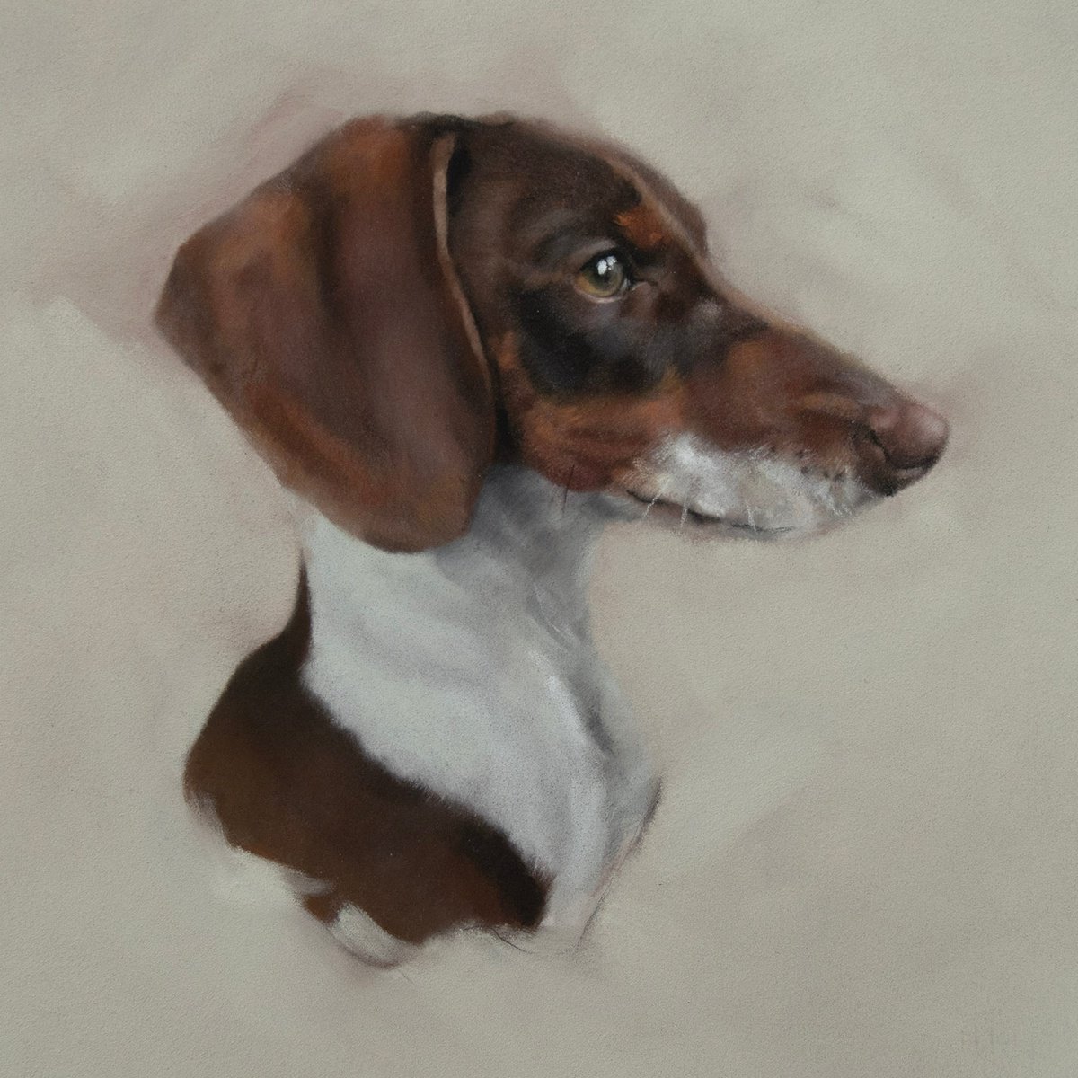 Dachshund Portrait by Matt Foy