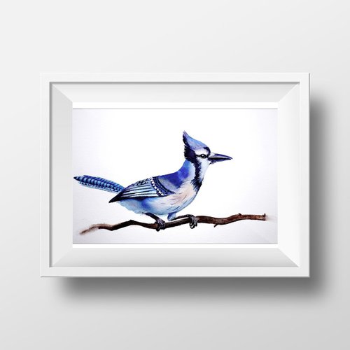 Blue Jay Bird ORIGINAL Watercolor Painting by Olga Shefranov (Tchefranov)