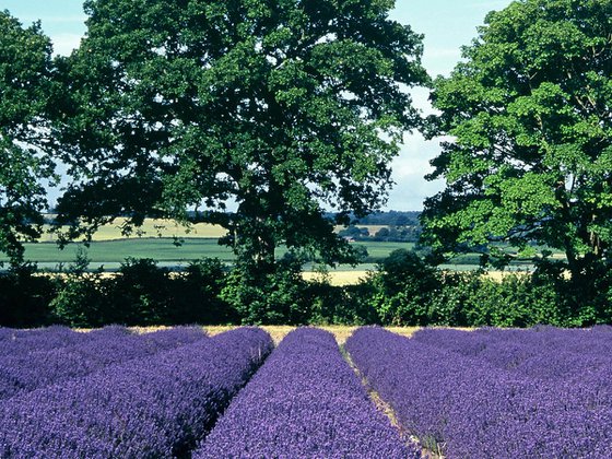 Hampshire Lavender