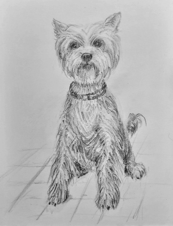 Yorkshire Terrier Dog