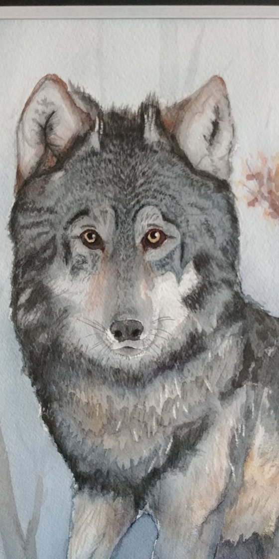 Woodland Encounter - Grey Wolf