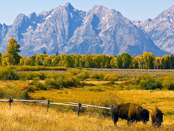 Grand Teton Bison