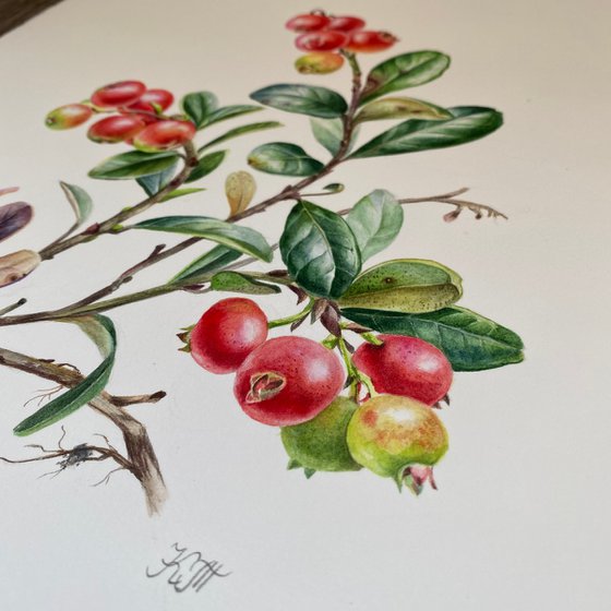 Cowberry (vaccinium vitis-idaea) botanical illustration