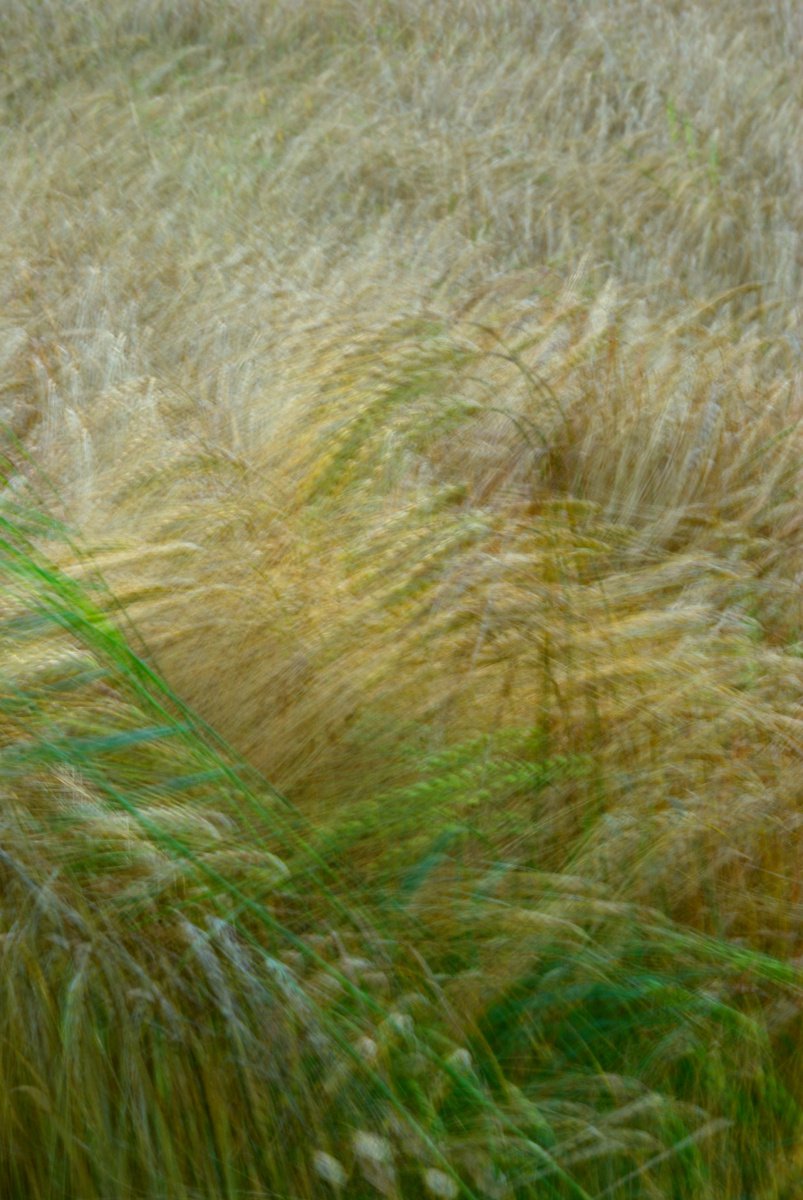 Barley, impressionist abstract country landscape by oconnart