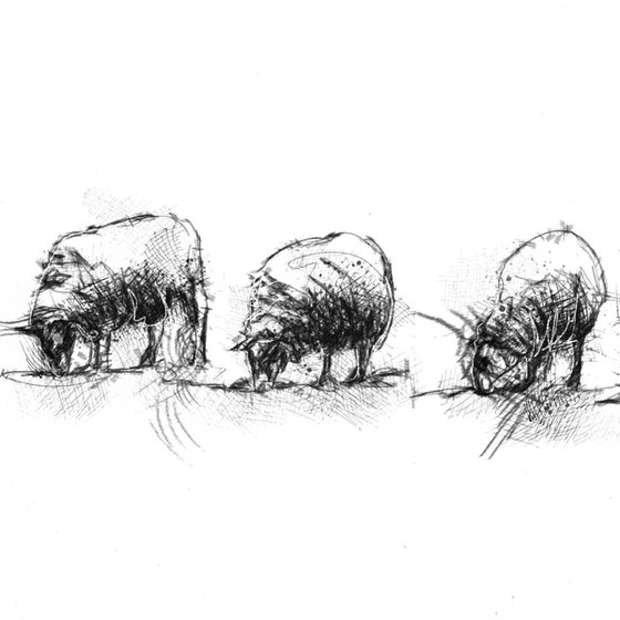 Sheep feeding
