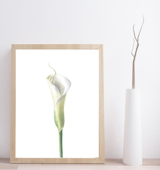 White Calla Lily