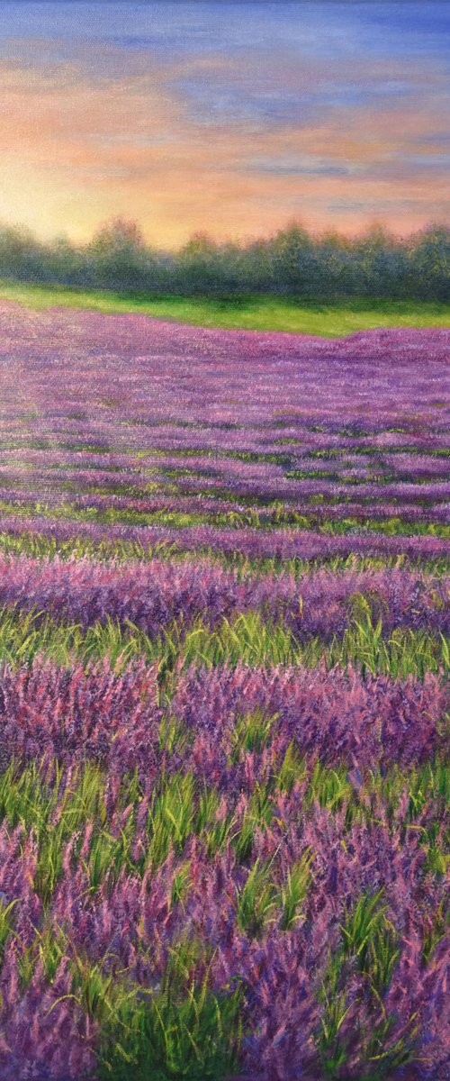 Sunrise on the lavender field by Ludmilla Ukrow