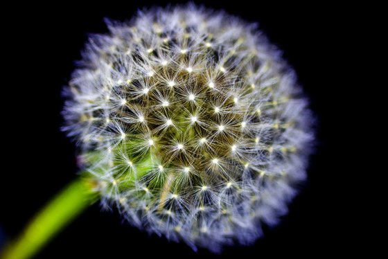 DANDELION (LIMITED EDITION 1/50) 12" X 8"