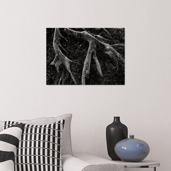 Roots II | Limited Edition Fine Art Print 1 of 10 | 45 x 30 cm