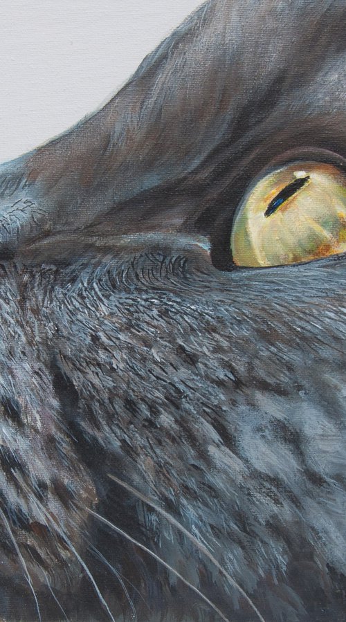 Cat face by Norma Beatriz Zaro