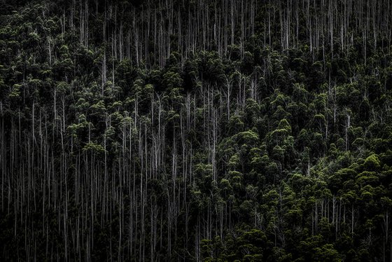 Alpine Forestscape