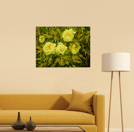 Mainau garden 3. - Peonia