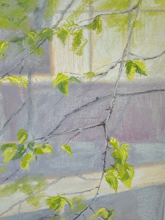 Linden. Blossomed