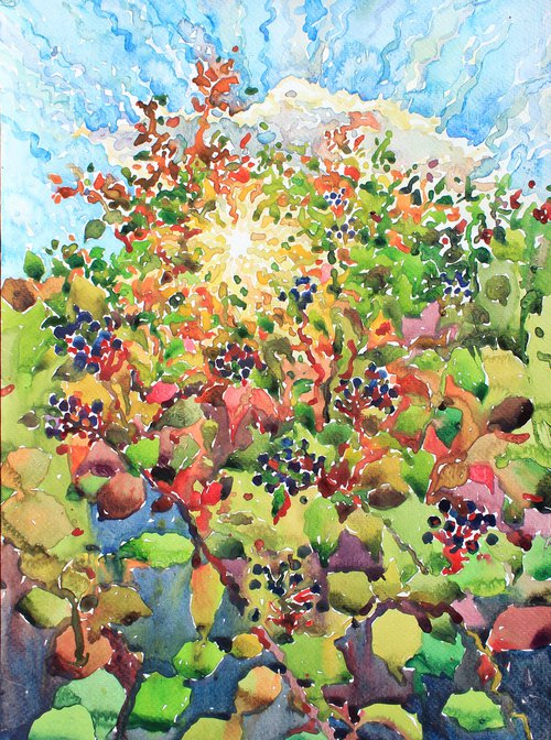 Elderberries by Tanbelia