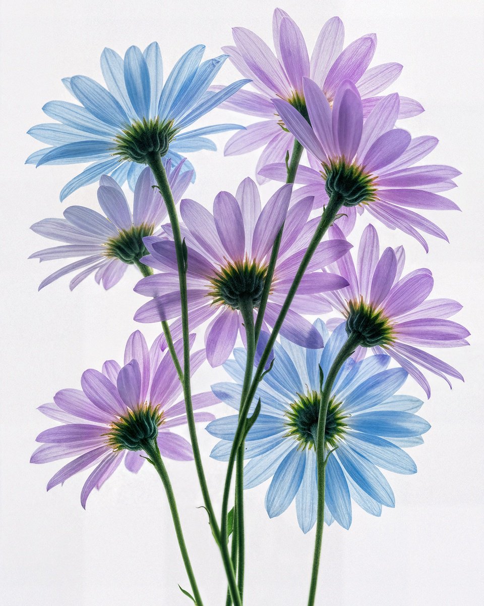 Photorealistic Botanical Photograph By Michael Filonow, 26 X 32", Translucent 66, Original Artwork