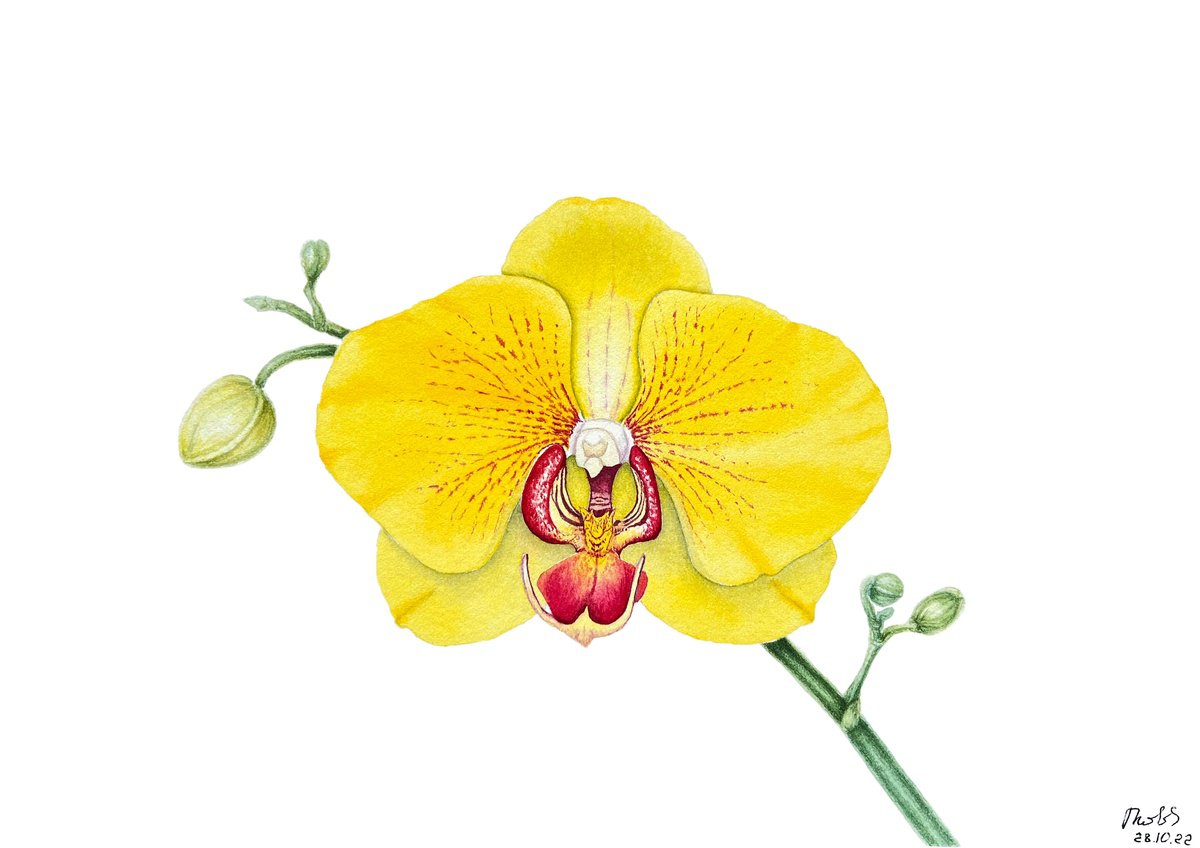 Sunny orchid by Tetiana Kovalova