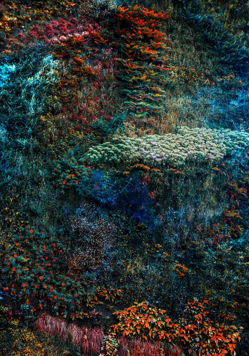 Impressionistic Photograph , Wall Of Nature V (Framed) By Viet Ha Tran, 24 X 32, Artwork For Sale On Artfinder