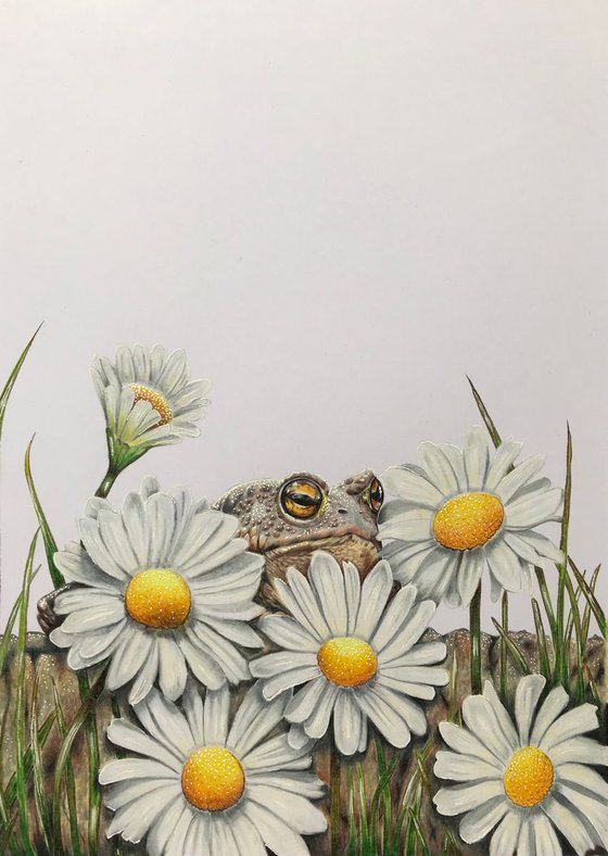Hiding in plain sight (toad and daisies)