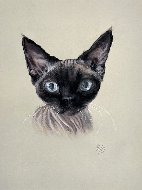 Portrait of sphynx with "Penetrating glance"