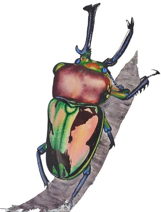 Rainbow King Magnificenza Mueller's stag beetle Phalacrognathus muelleri