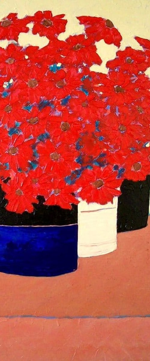 COLLECTION OF POTTED GERBERAS by David J Edwards