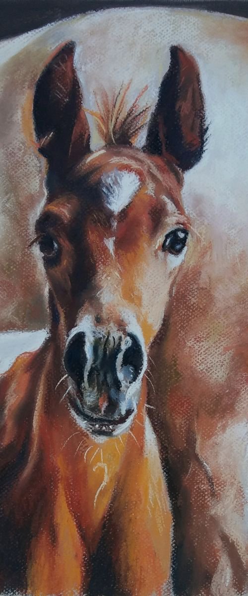 Colt by Magdalena Palega