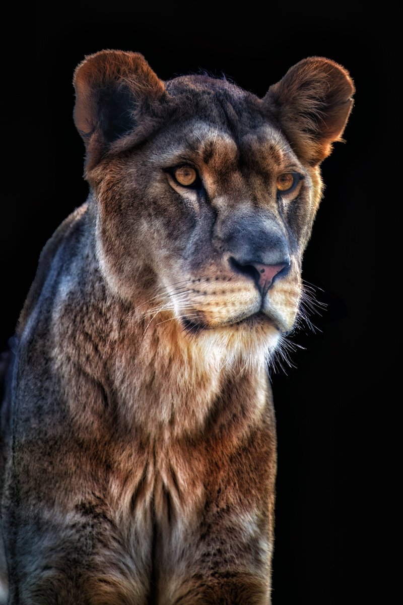 Animal Photograph By Paul Nash, 16 X 24", Lioness Transfixed, Original Artwork