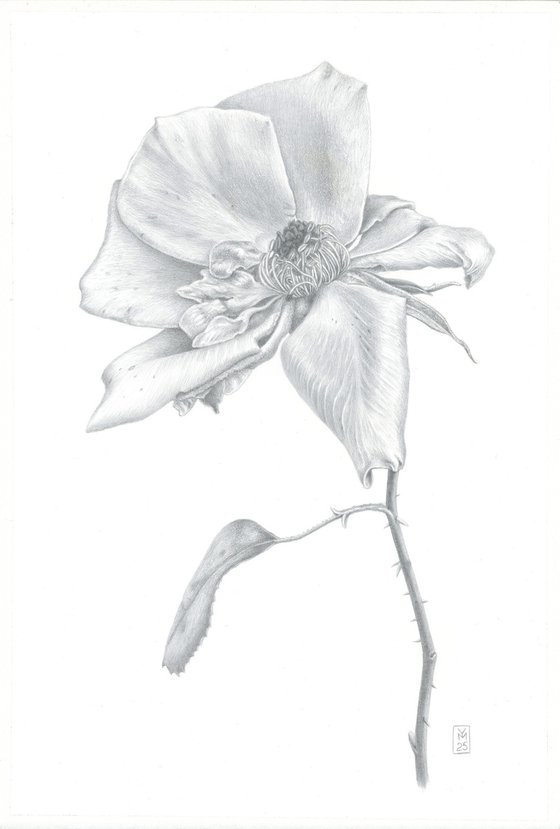 Autumn Rose