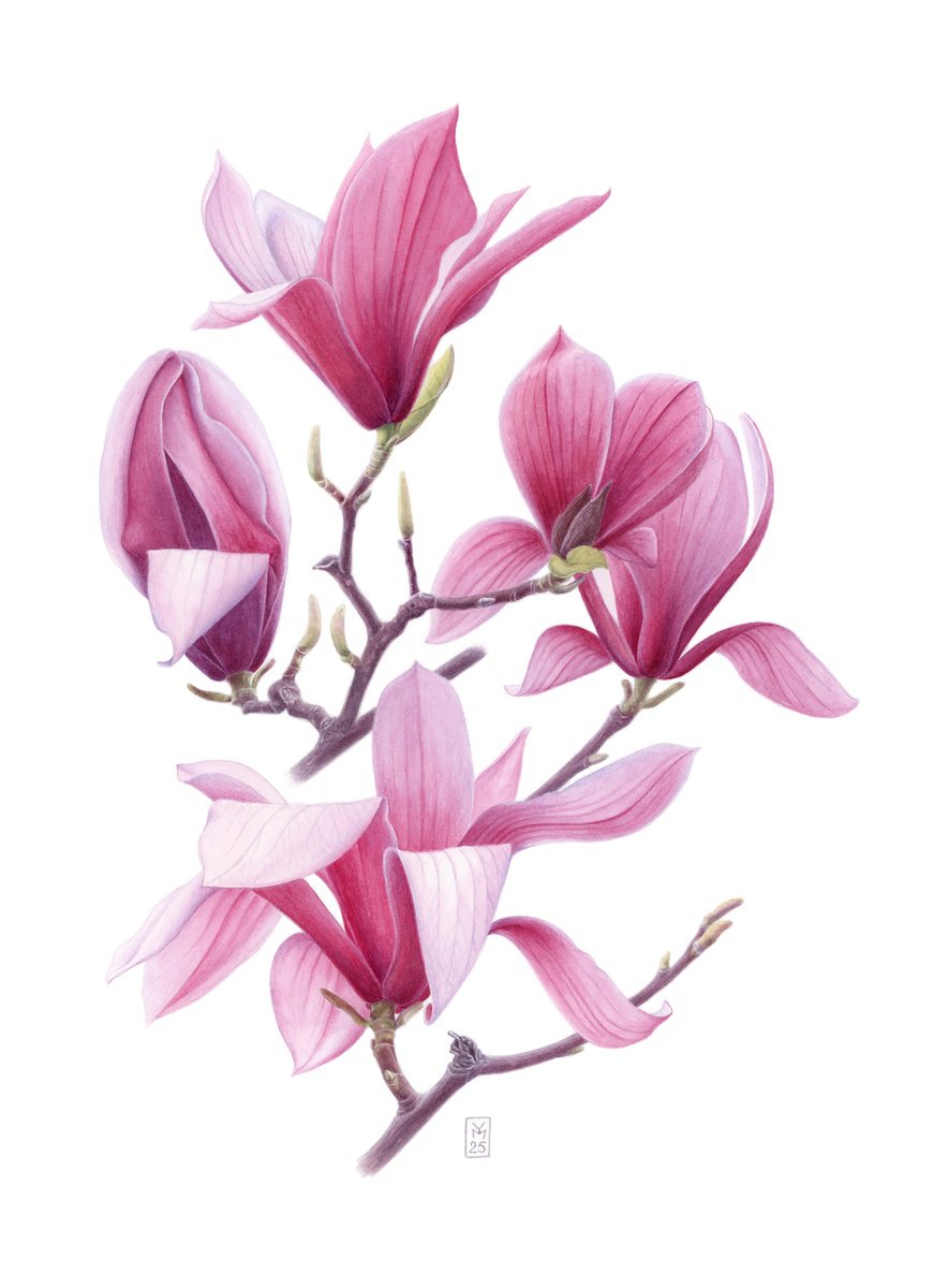 Photorealistic Botanical Watercolour By Yuliia Moiseieva, 11 X 15", Magnolia Blossom, Original Artwork